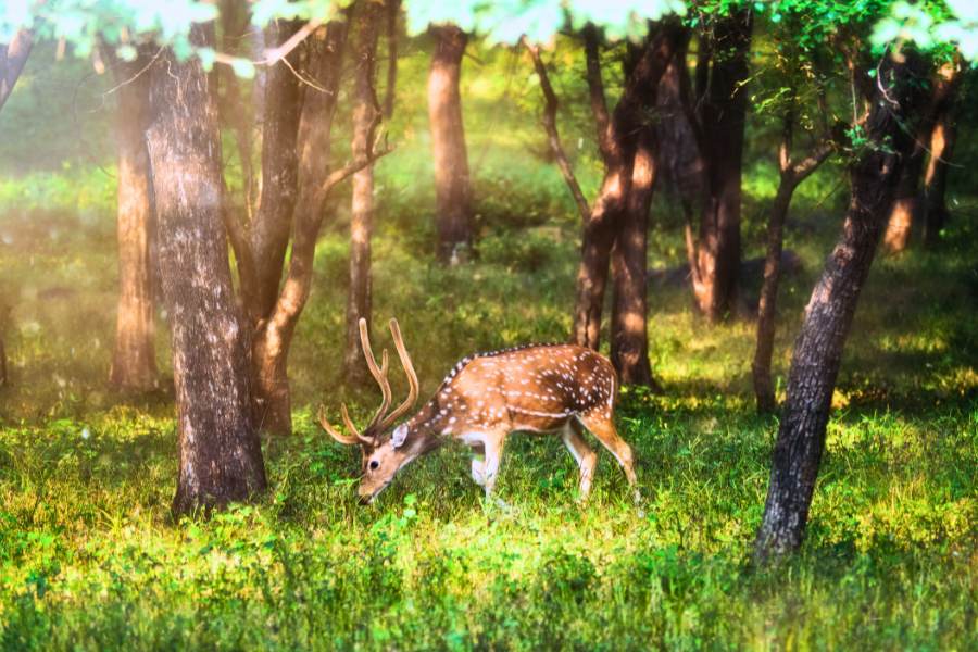 4 Day Golden Triangle Tour With Ranthambore Safari