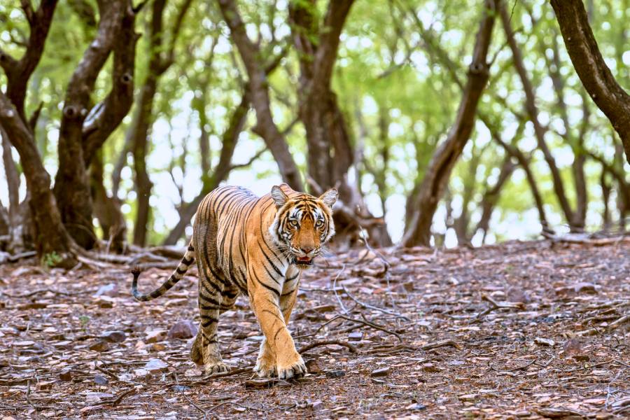 7D Golden Triangle Tour with Ranthambore