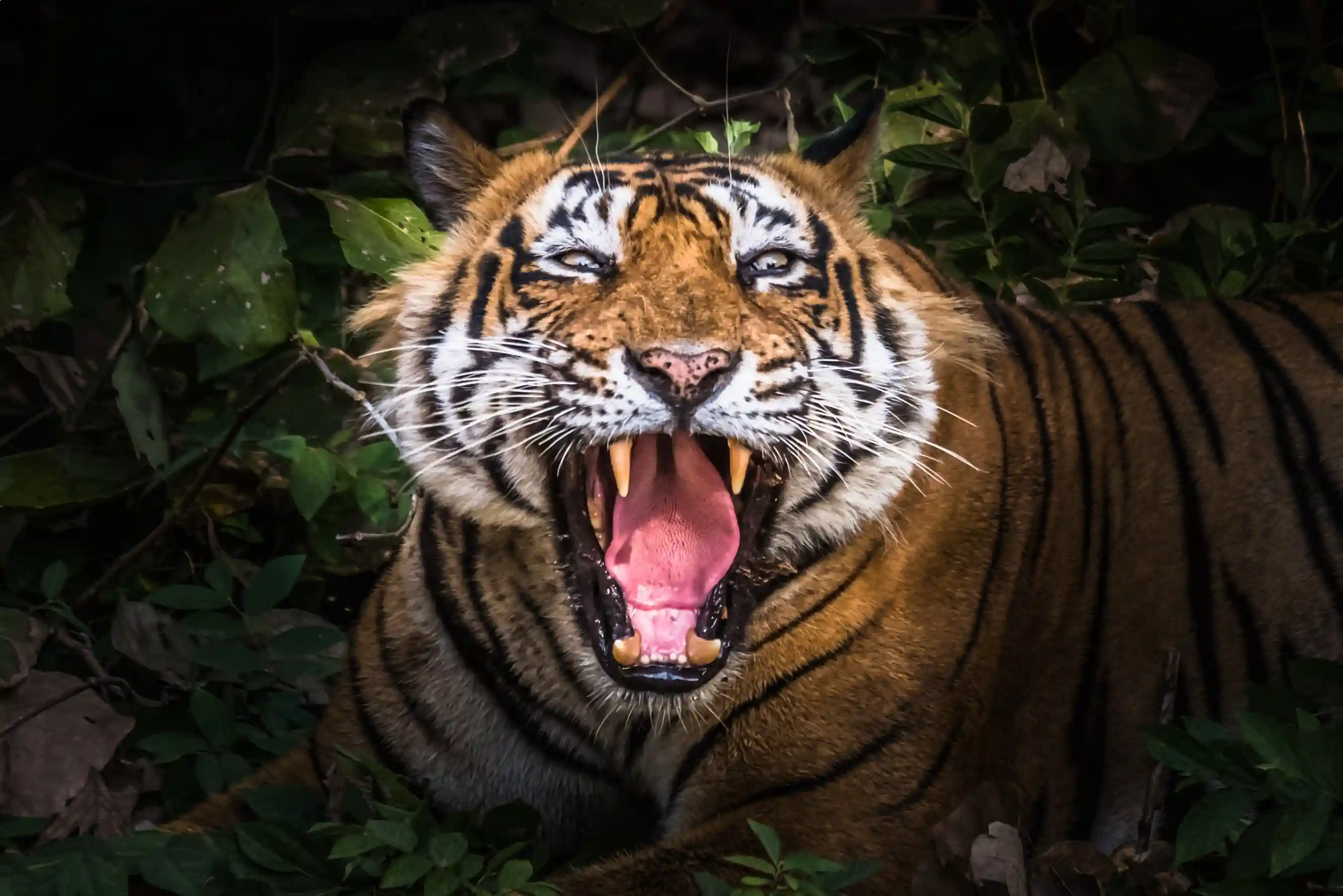 7D Golden Triangle Tour with Ranthambore